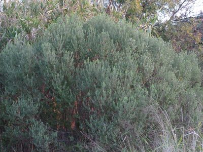 Baccharis dracunculifolia, photographed by Ezequiel Vera