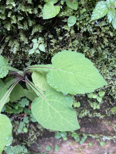 Carpesium nepalense, photographed by 張家瑜