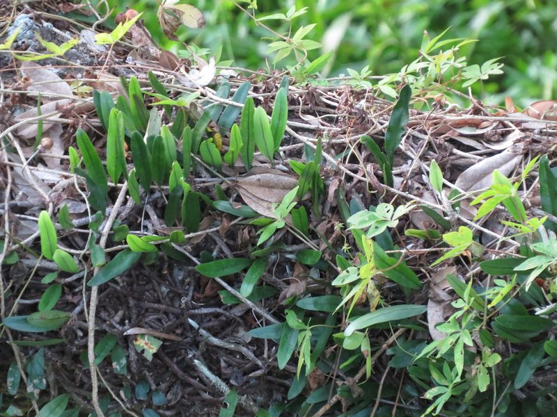 Microgramma mortoniana, photographed by Ezequiel Vera