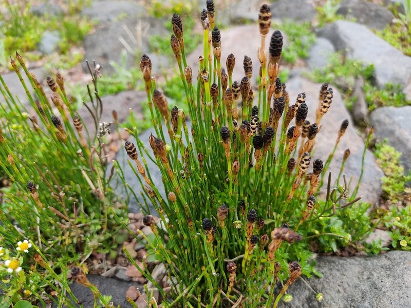 Equisetum bogotense, photographed by sandy-espinozaf