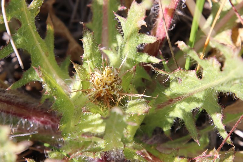 Centaurea benedicta, photographed by Millie Basden