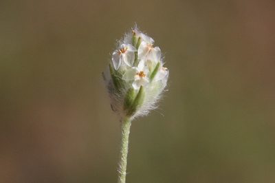 Plantago patagonica, photographed by Millie Basden