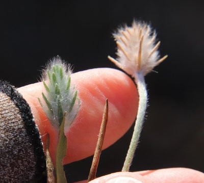 Plantago patagonica, photographed by Millie Basden