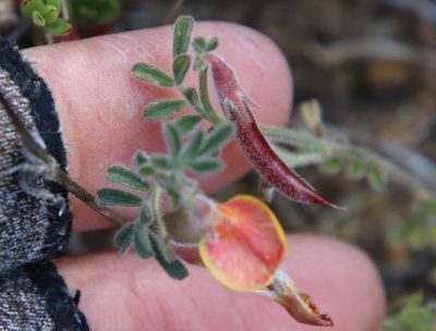 Acmispon strigosus, photographed by Millie Basden