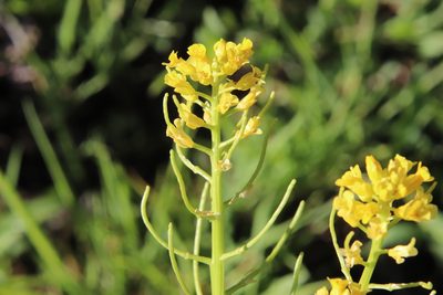 Barbarea orthoceras, photographed by Millie Basden