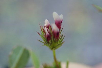 Trifolium variegatum, photographed by Millie Basden