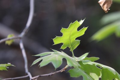 Quercus kelloggii, photographed by Millie Basden