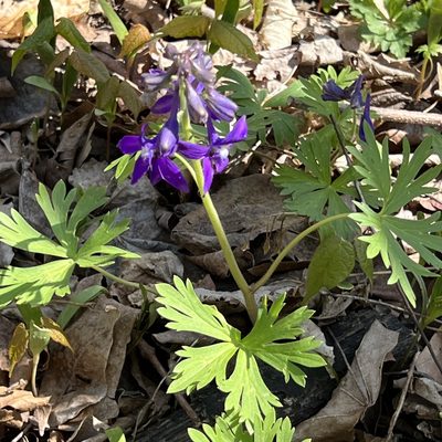 Delphinium tricorne, photographed by Zygy