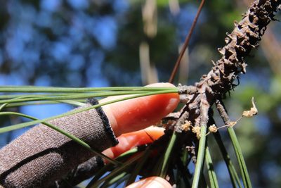 Pinus coulteri, photographed by Millie Basden