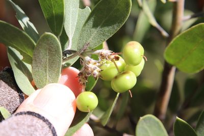 Arctostaphylos pungens, photographed by Millie Basden