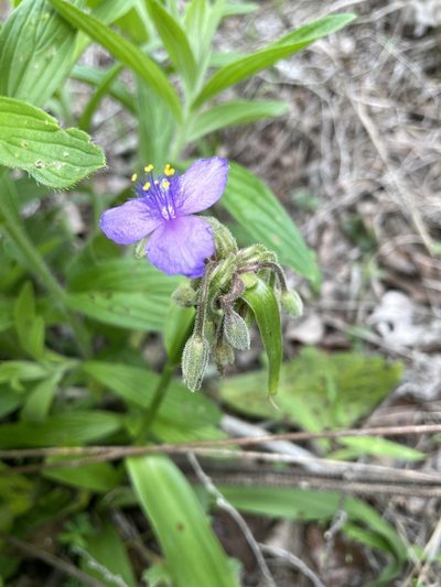 Tradescantia gigantea, photographed by lanechaffin