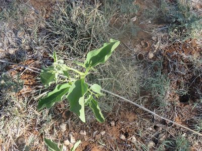 Solanum dimidiatum, photographed by Brad Banner