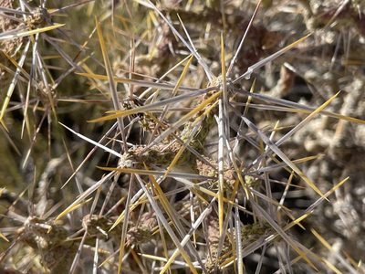 Cylindropuntia ramosissima, photographed by Bobby McCabe