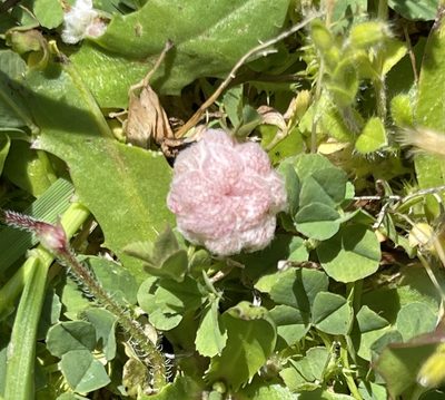 Trifolium tomentosum, photographed by Barbara Banfield