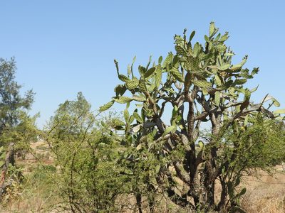Opuntia jaliscana, photographed by Oscar Alejandro Morales Juárez
