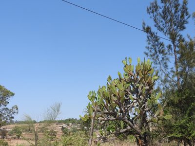 Opuntia jaliscana, photographed by Oscar Alejandro Morales Juárez