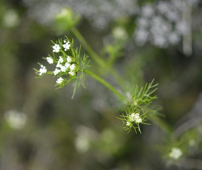 Ptilimnium capillaceum, photographed by Amber M. King