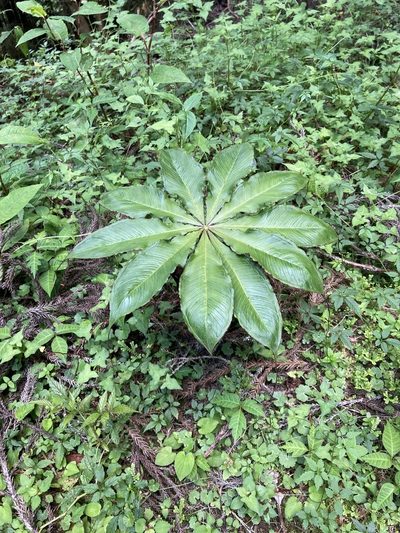 Arisaema taiwanense, photographed by 張家瑜