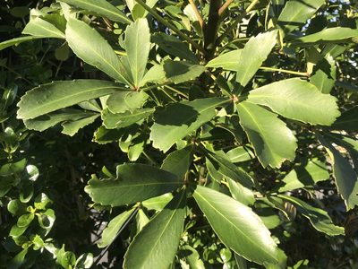 Pseudopanax lessonii, photographed by Halema J