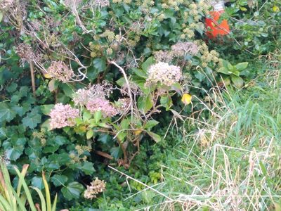 Hydrangea macrophylla, photographed by Leon Perrie