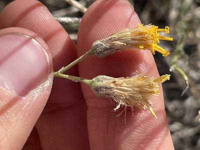 Bebbia juncea, photographed by Bobby McCabe