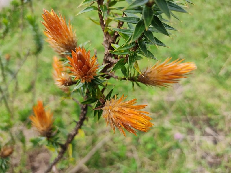Chuquiraga jussieui, photographed by sandy-espinozaf