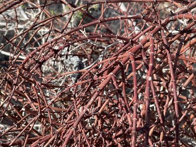 Phoradendron californicum, photographed by Bobby McCabe