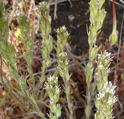 Castilleja attenuata, photographed by Barbara Banfield