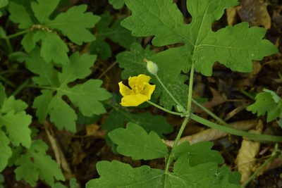 Stylophorum diphyllum, photographed by nancyellivc