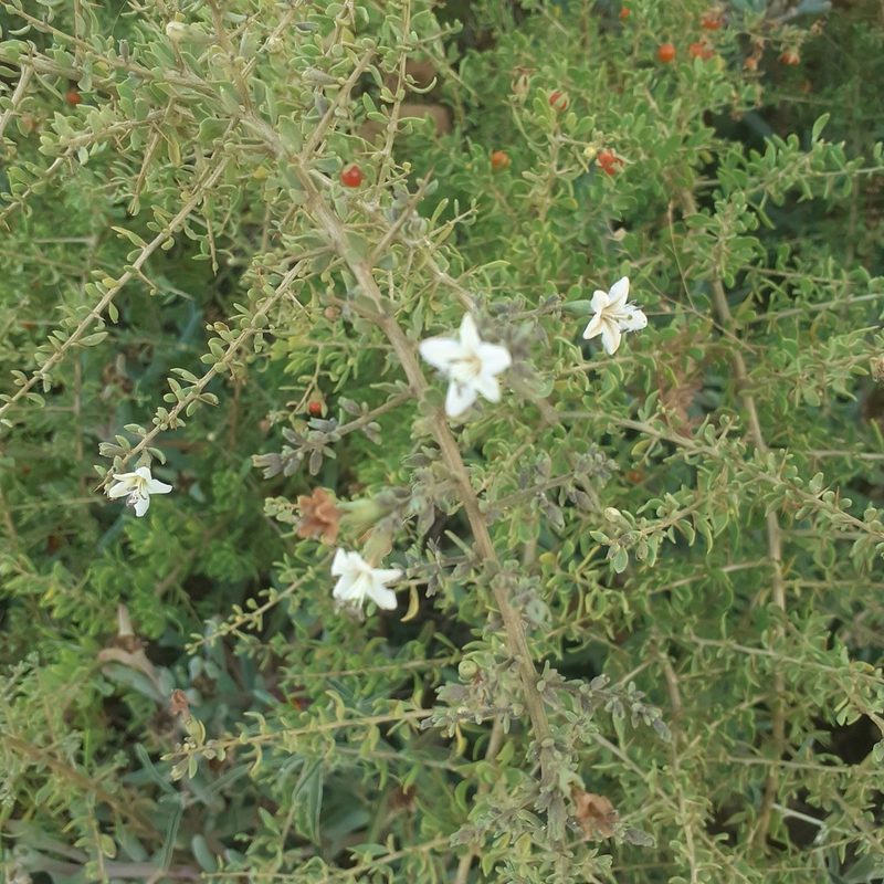 Lycium tenuispinosum, photographed by Benjamin Bender
