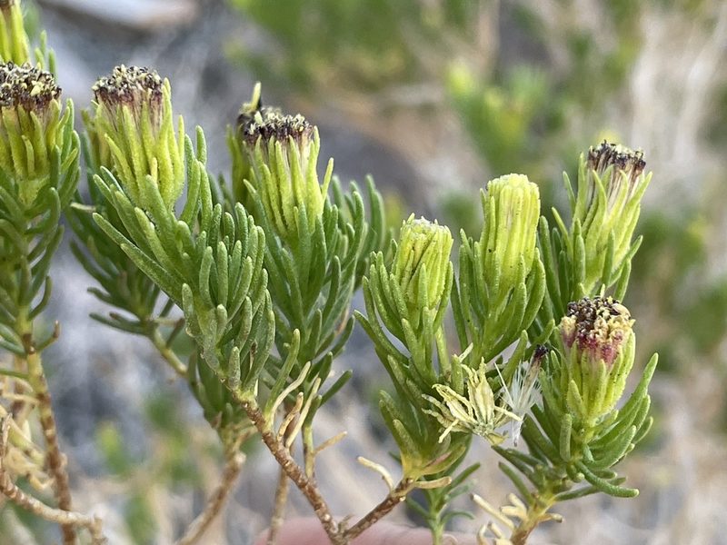 Peucephyllum schottii, photographed by Bobby McCabe