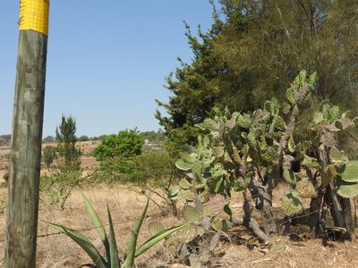 Agave salmiana, photographed by Oscar Alejandro Morales Juárez