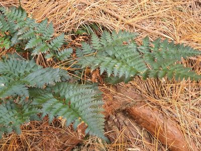 Polystichum oculatum, photographed by Jaco Grundling