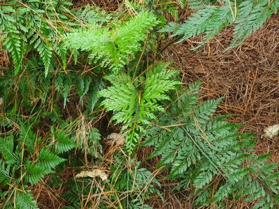 Asplenium gracillimum, photographed by Jaco Grundling