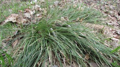 Carex rhizina, photographed by Татьяна Горбушина