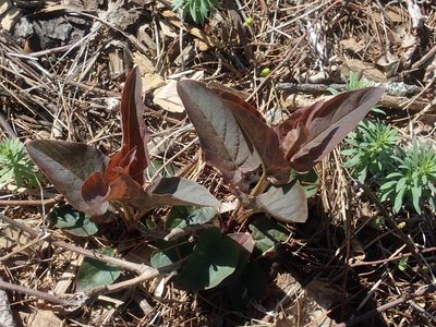 Lysimachia ciliata, photographed by Lynn Harper
