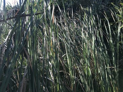 Typha orientalis, photographed by Halema J