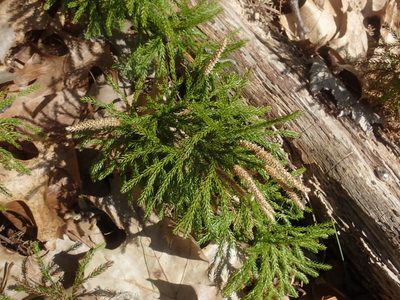 Dendrolycopodium hickeyi, photographed by Lynn Harper