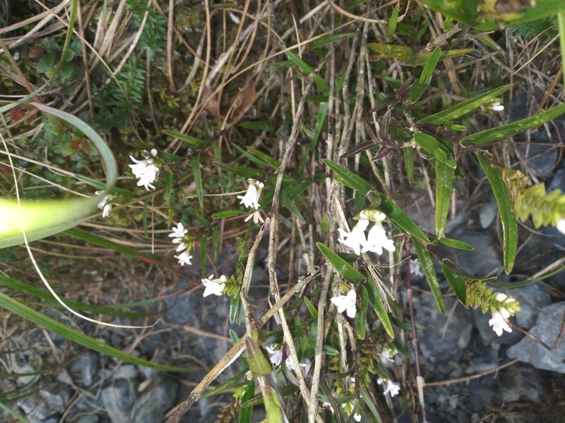 Epidendrum fimbriatum, photographed by Alfredo F. Fuentes Claros