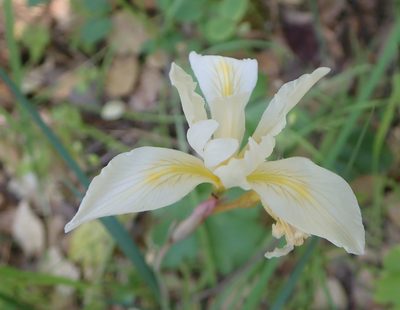 Iris fernaldii, photographed by P Holroyd