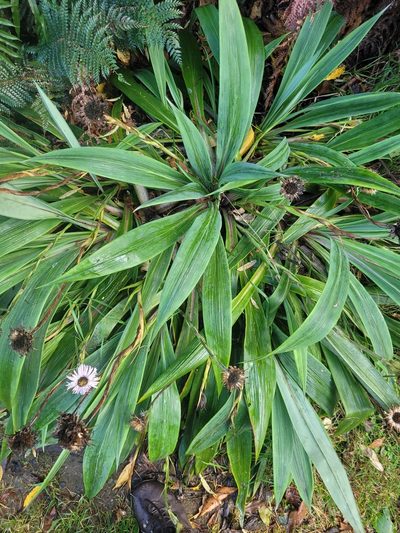 Celmisia mackaui, photographed by Julia Palmer