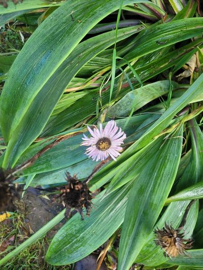 Celmisia mackaui, photographed by Julia Palmer