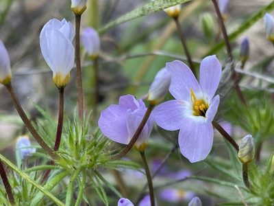 Leptosiphon androsaceus, photographed by Irene