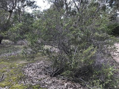Acacia paradoxa