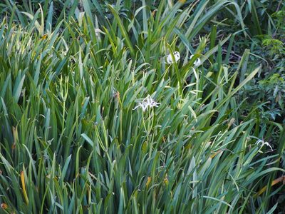 Crinum erubescens, photographed by Lena Struwe