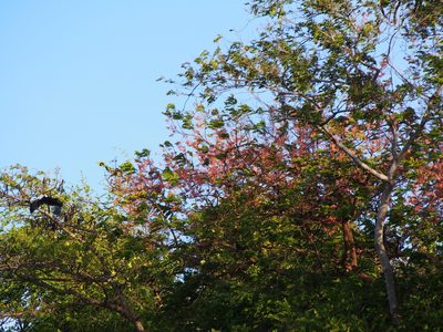 Cassia grandis, photographed by Lena Struwe