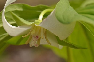Trillium flexipes, photographed by pmrsco