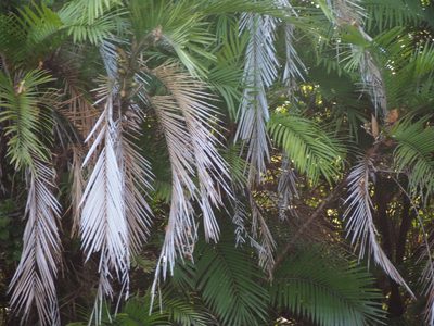 Bactris major, photographed by Lena Struwe