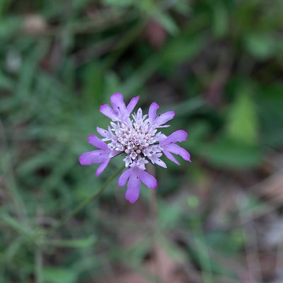 Scabiosa atropurpurea, photographed by Kym Nicolson