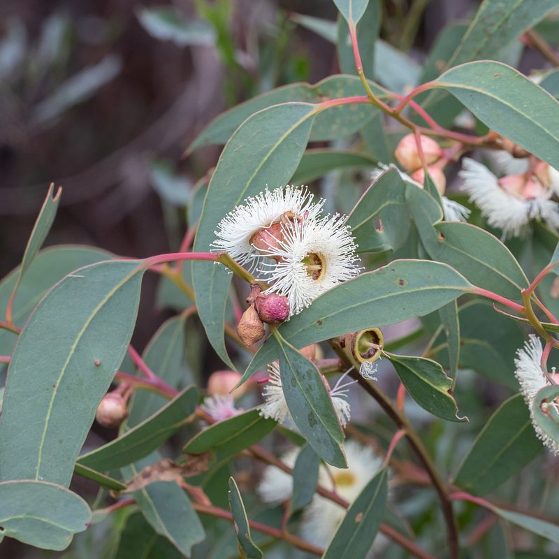 Eucalyptus cosmophylla, photographed by Kym Nicolson